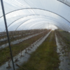 AGROTILENO 150 MICRONES