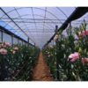 AGROTILENO 150 MICRONES - Imagen 2